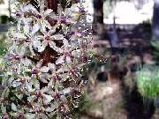 Eucomis Purple Leaf Giant